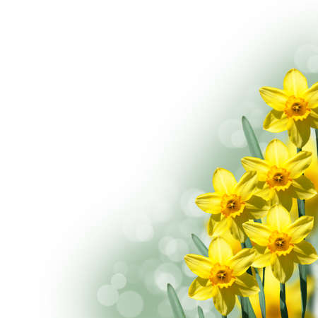 Yellow narcissus flowersの写真素材