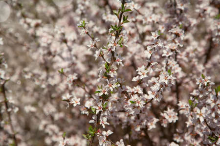 Background with Beautiful spring blossoming treeの写真素材