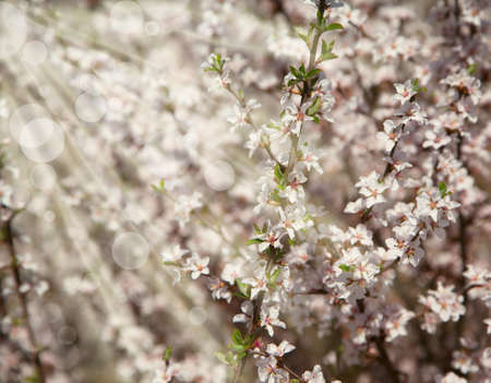 Background with Beautiful spring blossoming tree