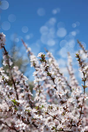 Background with Beautiful spring blossoming treeの写真素材