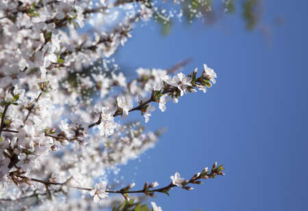 Background with Beautiful spring blossoming treeの写真素材
