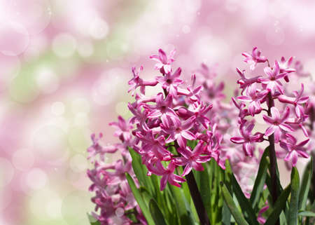 Spring flowers Spring Background with bokeh の写真素材