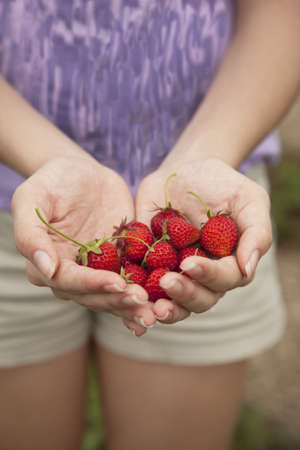 Hands holding fresh strawberries  Selective focusの写真素材