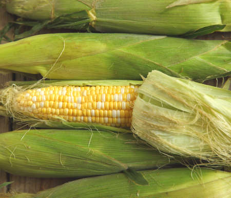 Fresh cornの写真素材