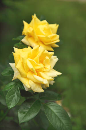 Beautiful yellow rosesの写真素材