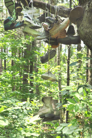 Tree of shoesの写真素材