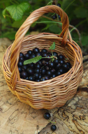 Black current in basketの写真素材
