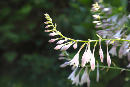 Hosta against is blurred natural background の写真素材