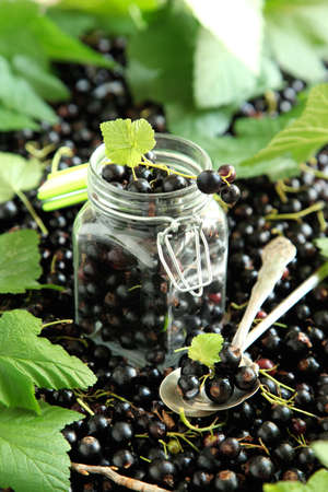 Fresh black currantの写真素材