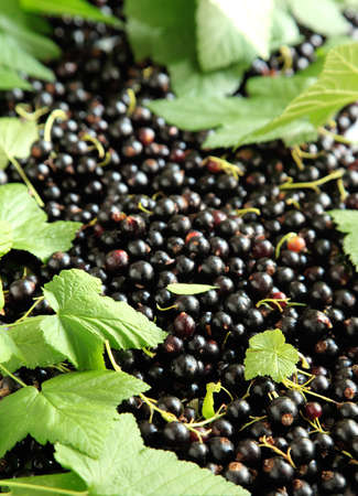 Fresh black currantの写真素材