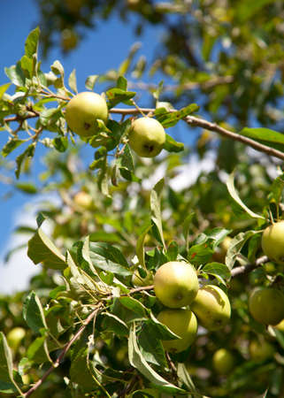 Apple tree with applesの写真素材