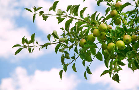 Green apples on apple tree branchの写真素材