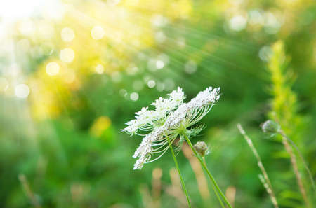 Green summer background in the rays of sunlightの写真素材