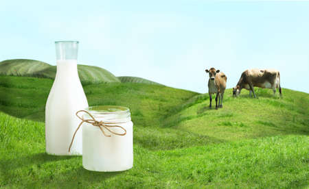 Bottle of milk and cows on  green field の写真素材