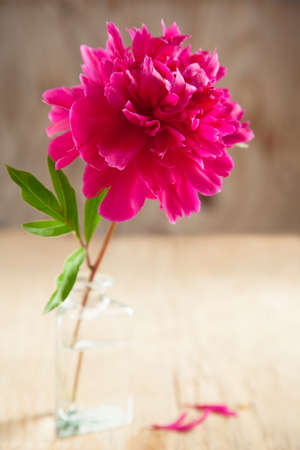 Pink peony flowerの写真素材