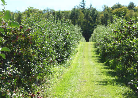 Apple garden