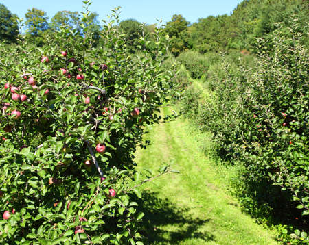 Apple gardenの写真素材