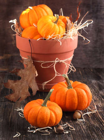 Fresh Miniature Pumpkins in the Pot  Selective focusの写真素材