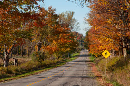 Paved road in the middle of a forest in autumnの写真素材