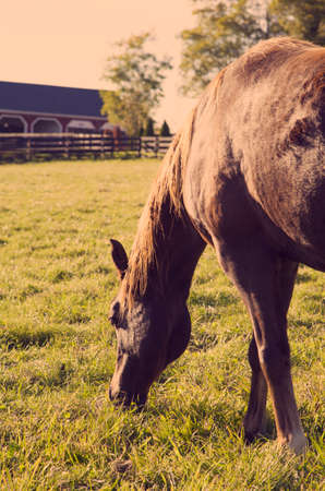Horseの写真素材