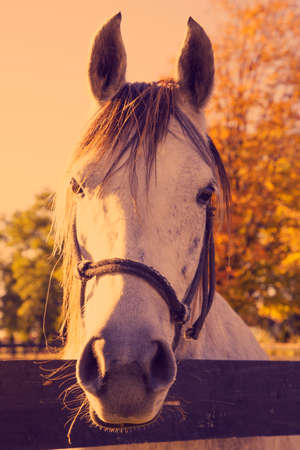 Horse headの写真素材