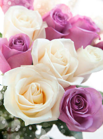 White and pink roses close up  Background の写真素材