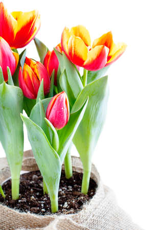 Fresh tulips on white backgroundの写真素材