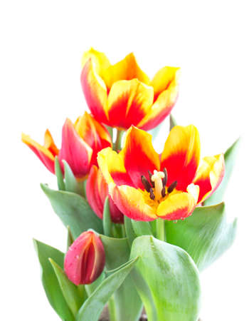 Fresh tulips on white backgroundの写真素材