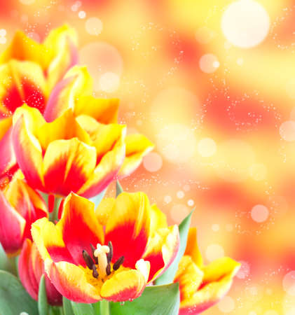 Fresh tulips on colorful backgroundの写真素材