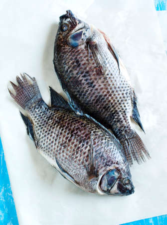 Tilapia fishの写真素材
