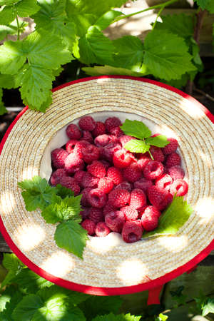 Fresh organic raspberry in straw hat