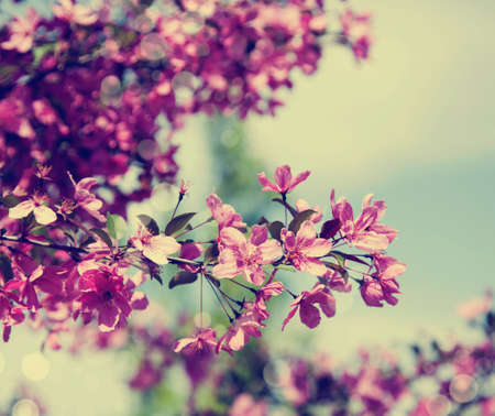 Spring Cherry blossoms  Toned imageの写真素材