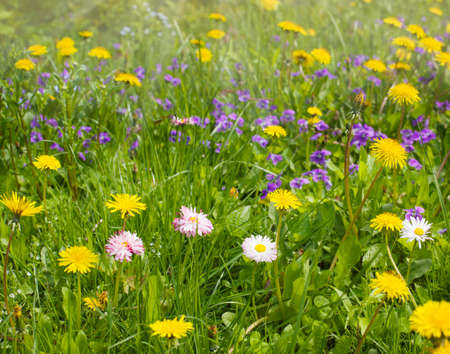 Summer flowersの写真素材