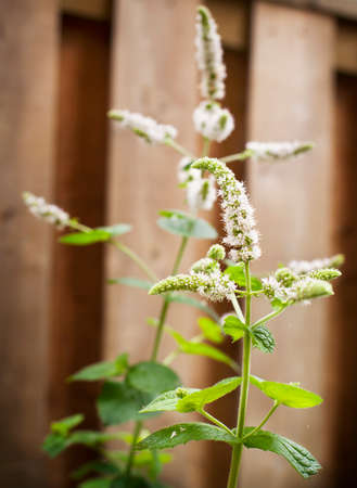 Fresh mintの写真素材