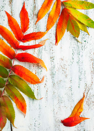 Autumn leaves on the wooden backgroundの写真素材