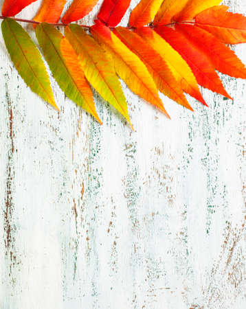 Autumn leaves on the wooden background