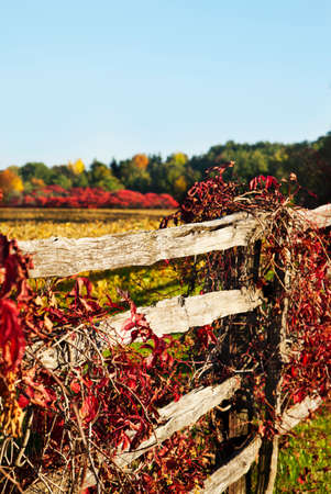 Beautiful autumn landscapeの写真素材