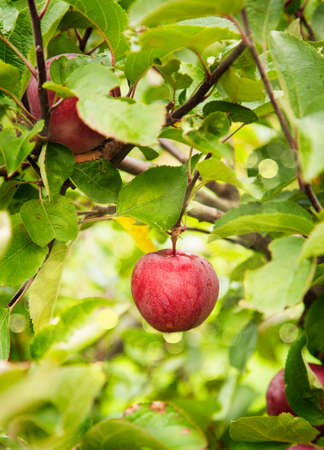 Branch with appleの写真素材