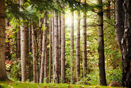 Autumn forestの写真素材
