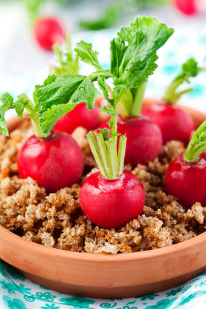 Appetizer with radish and cream cheeseの写真素材