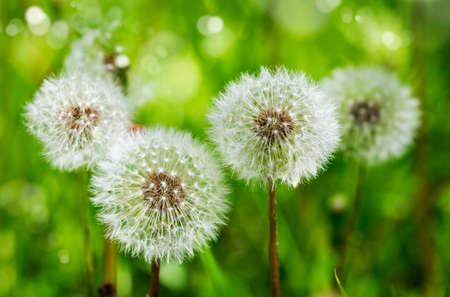 Meadow of Dandelions. Summer background.の写真素材