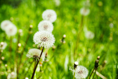 Meadow of Dandelions. Summer background.の写真素材