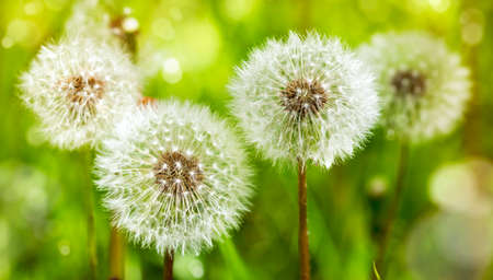 Meadow of Dandelions. Summer background.の写真素材