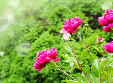 Beautiful Peonies on blurred garden backgroundの写真素材
