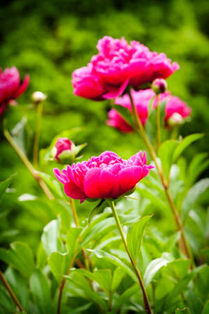 Beautiful Peonies on blurred garden backgroundの写真素材
