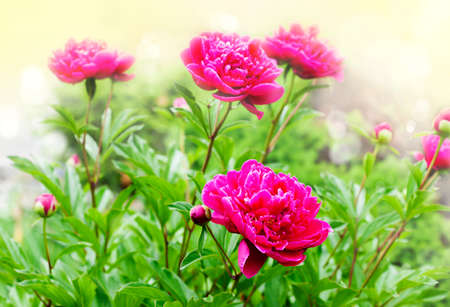 Beautiful Peonies on blurred garden backgroundの写真素材