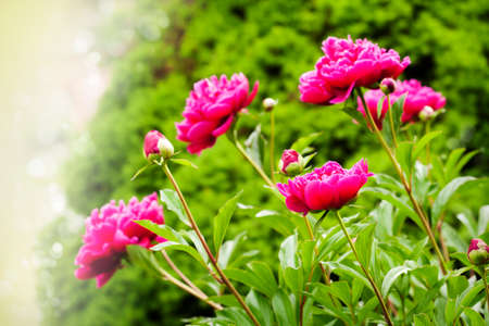 Beautiful Peonies on blurred garden backgroundの写真素材