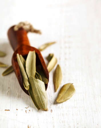 Dry olive leavesの写真素材