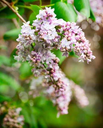 Purple lilac bush bloomingの写真素材