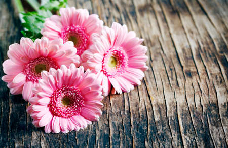 Beautiful pink gerbera flowersの写真素材